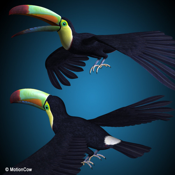 3d flying toucan - Toucan B ( Flying ) by MotionCow